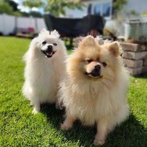 Meet your Posher, Ana